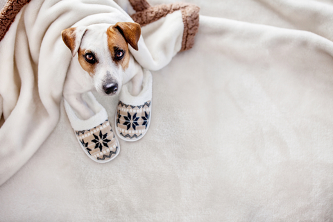 犬に湯たんぽは必要 適切な温度やタイプ別の特徴 注意点とは Uchinoco うちの子