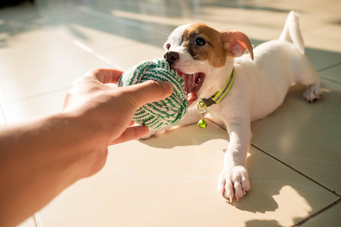 画像・写真・ベクター画像・動画・音楽素材 | Shutterstock