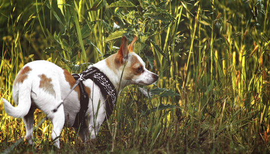 マムシから愛犬を守る マムシの生態と咬まれたときの対処法とは Uchinoco うちの子