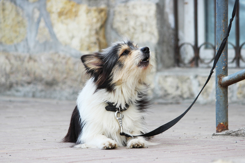 しゃっくりが多い子は病気なの 犬のしゃっくりを考える Uchinoco うちの子