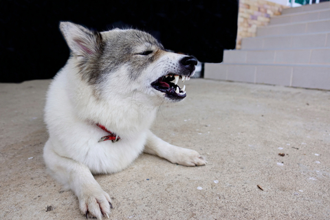犬の 逆くしゃみ とは 症状や原因 治療方法について Uchinoco うちの子