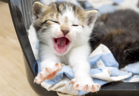 子猫はどんなときに鳴くの 子猫の鳴き声の秘密 Uchinoco うちの子