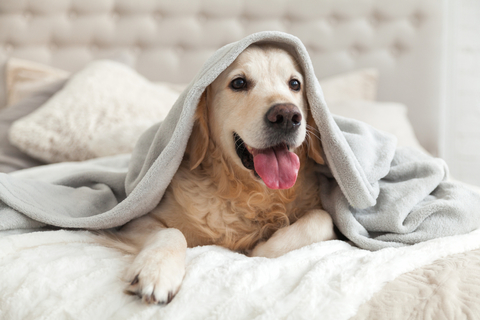 犬が震えるのは病気が原因 理由や対処方法について Uchinoco うちの子