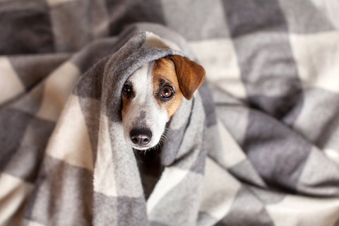 犬の風邪は何が原因 予防方法もご紹介 Uchinoco うちの子