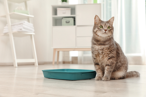 猫のトイレシートはどれがいい おすすめトイレシートをご紹介 Uchinoco うちの子