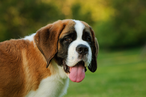 子供でも安全に接することができる犬はどの犬種 Uchinoco うちの子