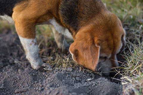 ホリホリ大好き 犬が穴を掘る仕草をする理由とは Uchinoco うちの子