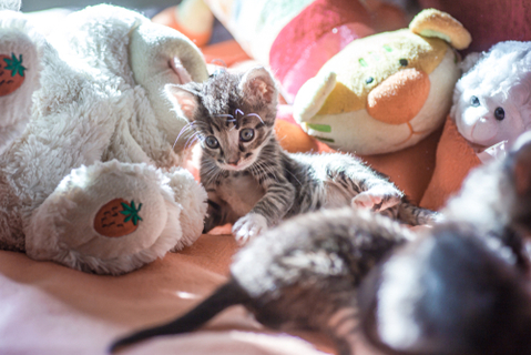 抱っこok 都内の猫カフェおすすめ3選 Uchinoco うちの子