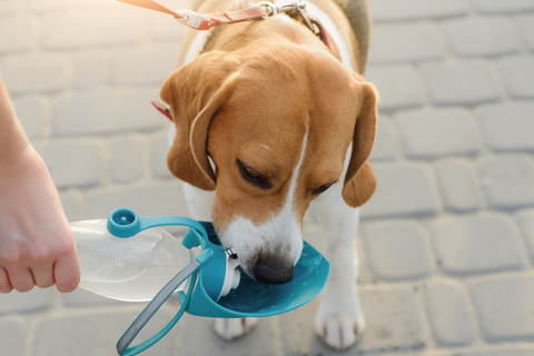 犬との散歩に持ち歩くマナーボトルの必要性を解説 Uchinoco うちの子