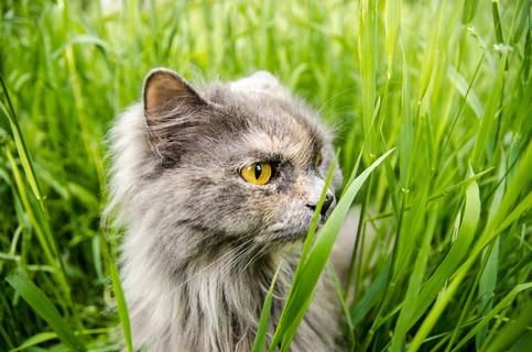 写真素材・写真とロイヤリティフリー動画素材 | Shutterstock