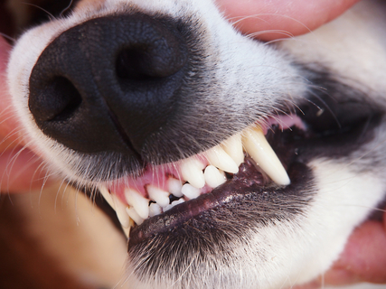 犬が舌を出している理由とは 怖い病気にも注意 Uchinoco うちの子