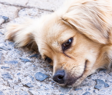 犬が尻尾の付け根を舐めている そんな時は要注意 Uchinoco うちの子