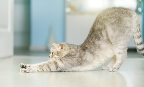 猫が伸び 気持ちよさそうに猫が伸びる訳は Uchinoco うちの子