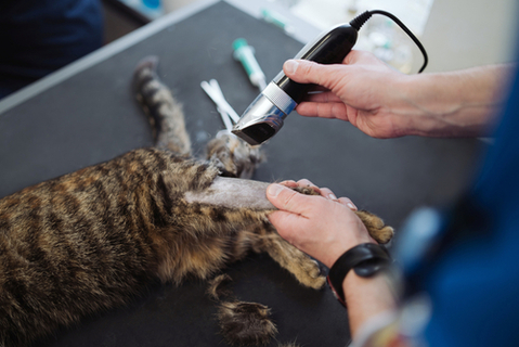 猫にバリカンって使えるの 動画で見る 猫にバリカンを使ったお手入れ 方法 Uchinoco うちの子