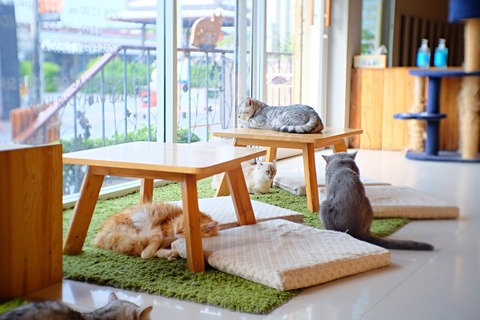 東京の癒しどころ 都内のおすすめ猫カフェ5選 Uchinoco うちの子