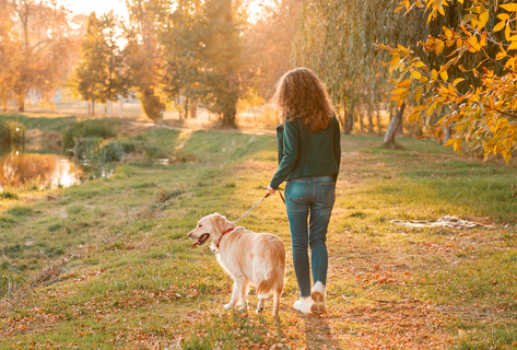 犬の散歩中に拾い食いするのを止めさせたい 拾い食いのしつけ方法 Uchinoco うちの子