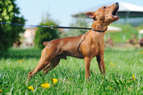 犬が散歩中に吠える時の原因や対処法 Uchinoco うちの子