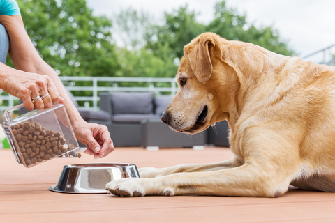 犬 食欲 不振 おやつ は 食べる