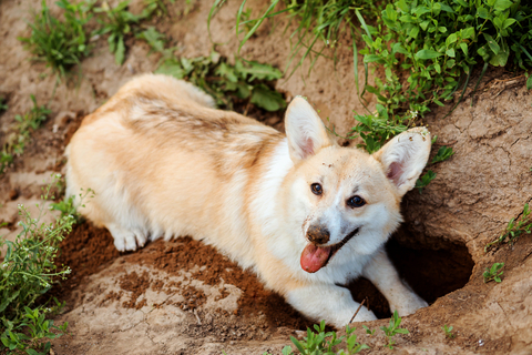 ここ掘れワンワン 犬が穴掘りをする理由を徹底解説 Uchinoco うちの子
