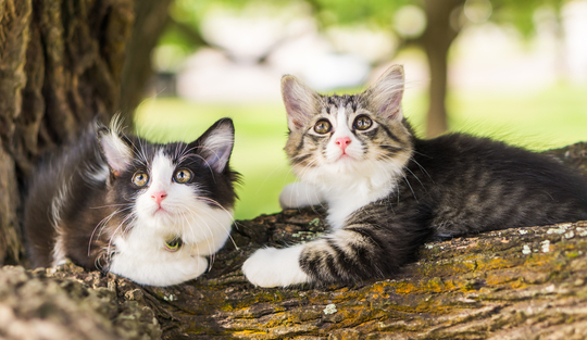 よくあること 雄猫が帰ってこない理由について Uchinoco うちの子