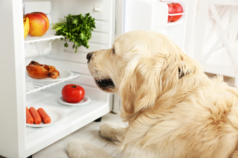 犬はセロリを食べても大丈夫 セロリの栄養素やメリットについて Uchinoco うちの子