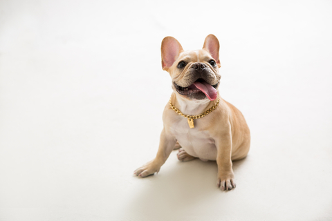 あれ 横座り 犬のお座りが変な時 Uchinoco うちの子