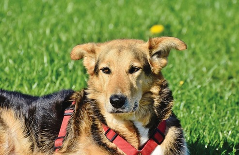 犬のミックス犬と雑種犬の違いと魅力 人気の可愛いミックス犬5選 Uchinoco うちの子