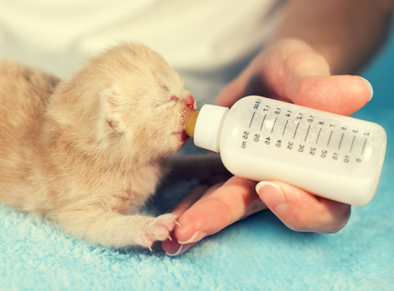 哺乳瓶がない 代用品で子猫にミルクを与える方法 Uchinoco うちの子