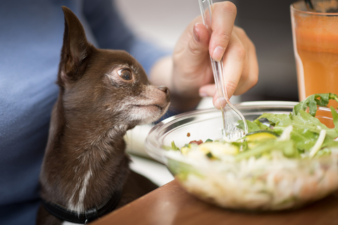 犬にもやしを与えても大丈夫 もやしの栄養素や注意点について Uchinoco うちの子