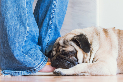 犬が急に甘えてくるのはなぜ 理由や対処方法をご紹介 Uchinoco うちの子