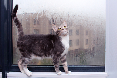 猫は雨の日に暴れる 対処法って Uchinoco うちの子