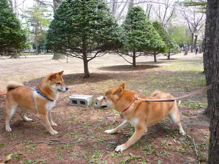 ビビり犬 怖がり 理由と克服方法を教えます Uchinoco うちの子