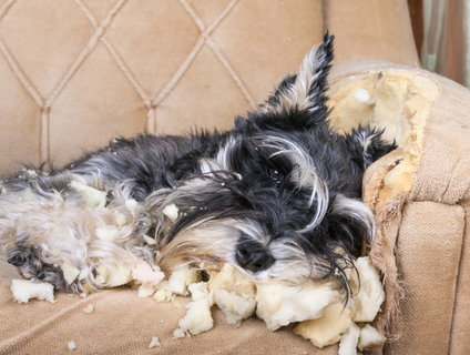 大人になる前にしつけよう 子犬の甘噛みの上手な叱り方とは Uchinoco うちの子