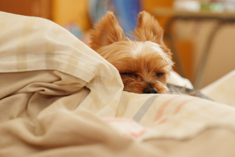 犬が飼い主の布団に入るのはなぜ 理由やリスクを解説 Uchinoco うちの子