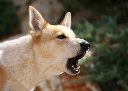 犬が散歩中に吠える時の原因や対処法 Uchinoco うちの子