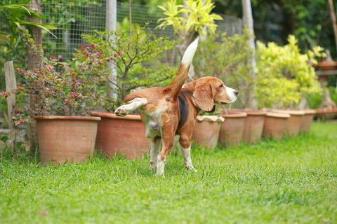 雄犬 オス と雌犬 メス 飼うならどっち それぞれの特徴とは Uchinoco うちの子