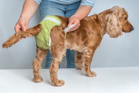 犬用オムツの付け方が知りたい マナーパッドとの違いって Uchinoco うちの子