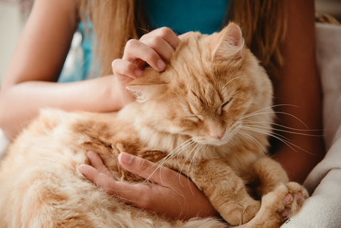 猫が膝の上に乗ってくるのはどんな時 Uchinoco うちの子