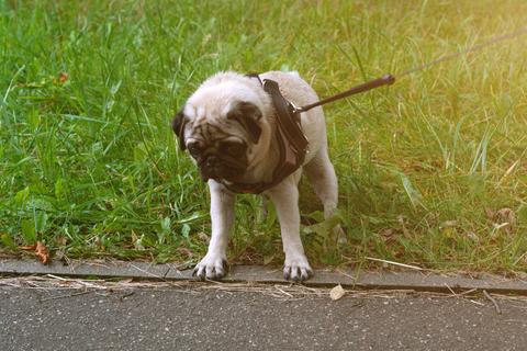 犬が散歩から帰りたくない時のしぐさや理由を考察 Uchinoco うちの子