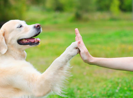 もしかしてその名前はタブー 犬につけてはいけない名前とは Uchinoco うちの子