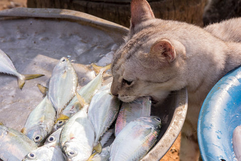 猫にお刺身を食べさせても大丈夫 与える時の注意点 Uchinoco うちの子