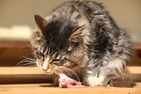 猫にラム肉を与えても大丈夫 ラム肉の栄養素やメリットについて Uchinoco うちの子