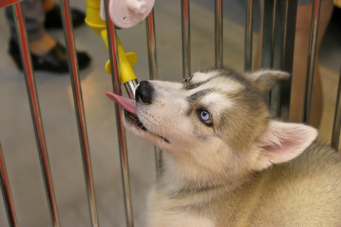 ペットボトル式の犬用水飲み器が手軽で便利 おすすめ商品をご紹介 Uchinoco うちの子