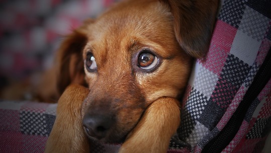 犬のしつけに必要 アイコンタクトの教え方 Uchinoco うちの子