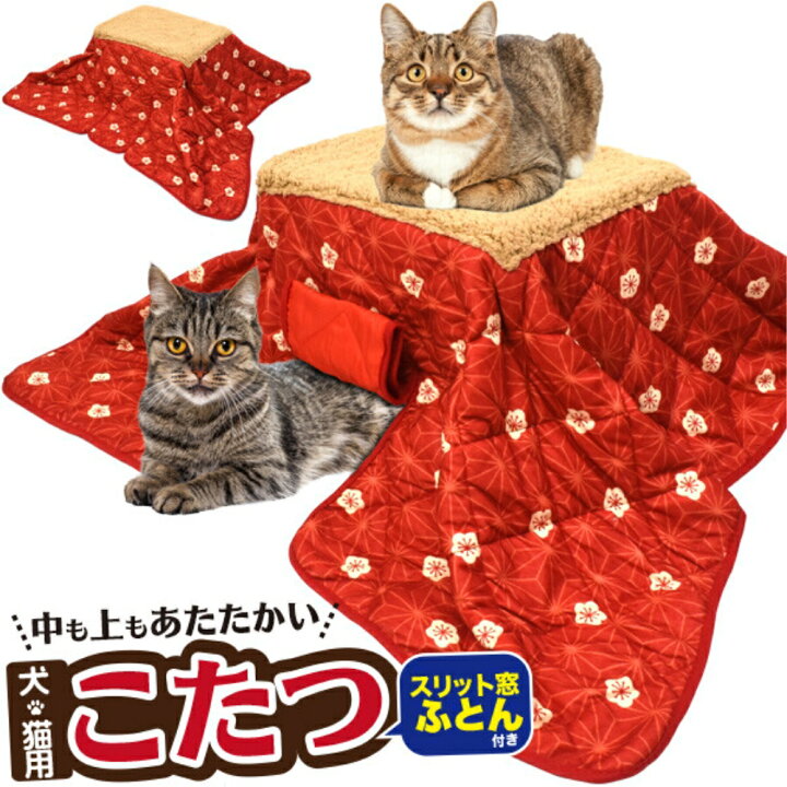 猫って本当に寒がりなの 寒いときに見せるサインと注意点 Uchinoco うちの子