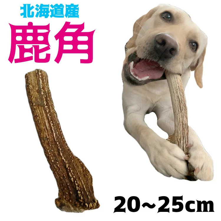 犬に鹿の角を与えるメリットとは？与える際の注意点も解説 | UCHINOCO