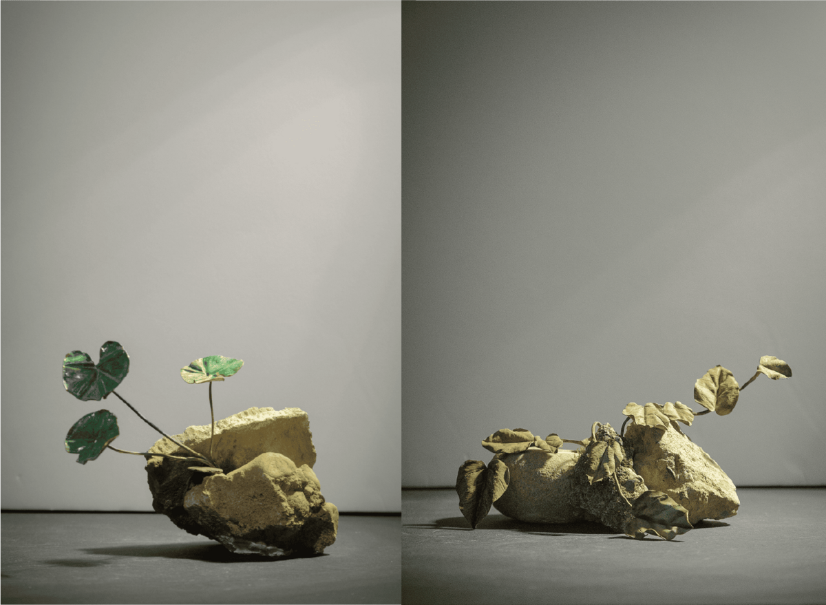 左 : «馬蹄金» , 右 : «薜荔依光»