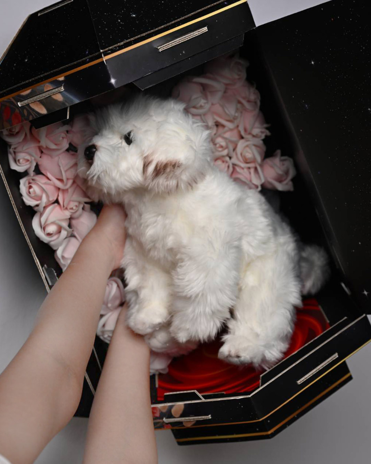 中型犬可舒適躺臥火箭紙箱中