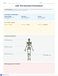 Supporting Our Bodies: The Skeletal System Lab