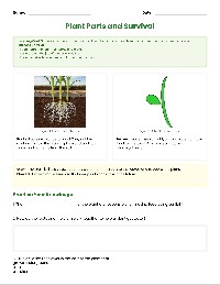Plant Life and Growth